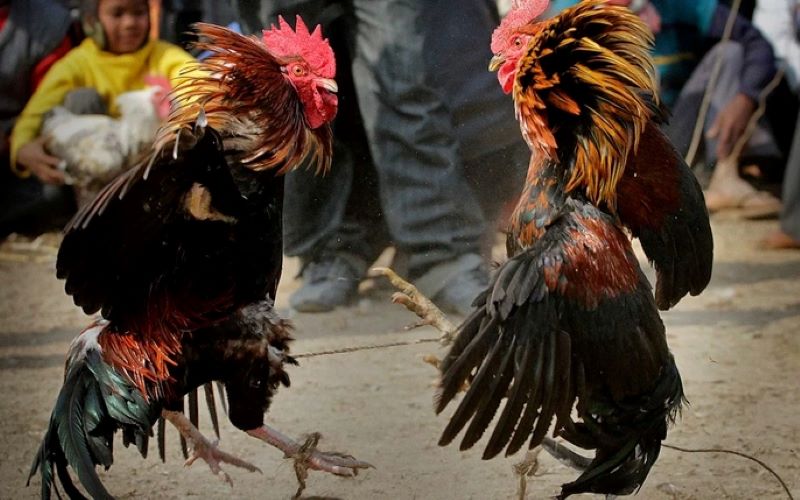 Các cửa cược phổ biến trong Đá Gà  